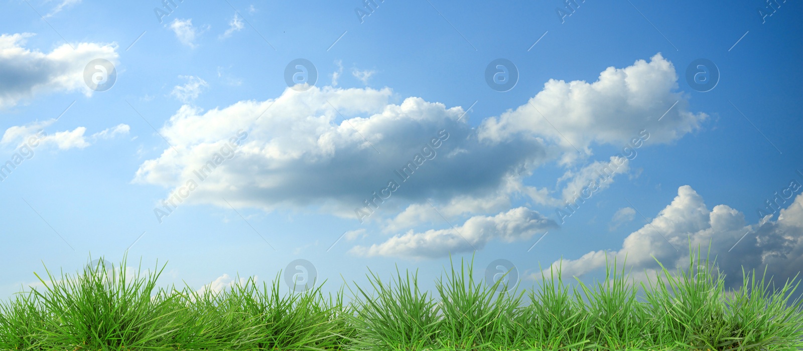 Lush green grass growing under blue sky with clouds. Banner design Image of Lush green grass growing under blue sky with clouds. Banner design