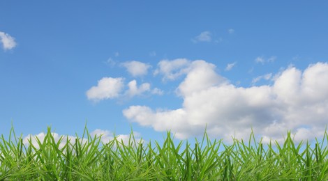 Image of Lush green grass growing under blue sky with clouds. Banner design
