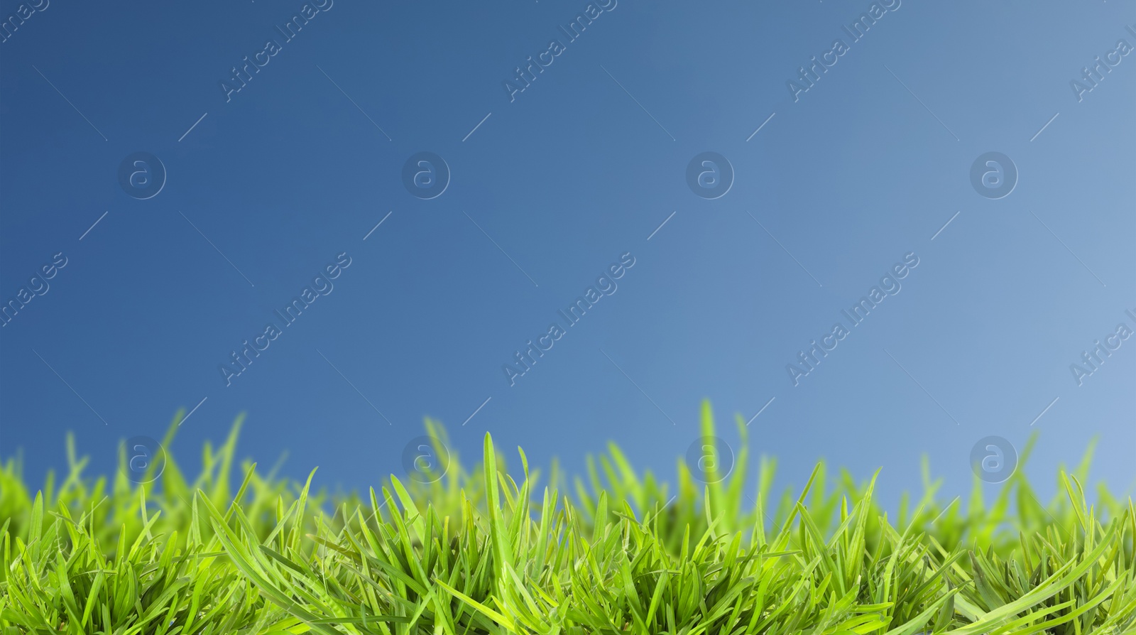 Lush green grass growing under blue sky. Banner design Image of Lush green grass growing under blue sky. Banner design