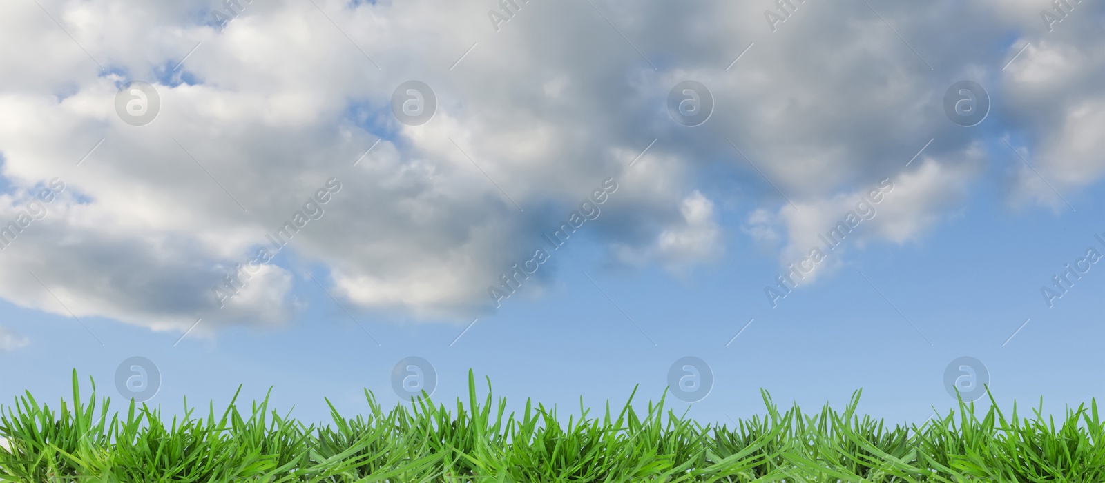 Lush green grass growing under blue sky with clouds. Banner design Image of Lush green grass growing under blue sky with clouds. Banner design