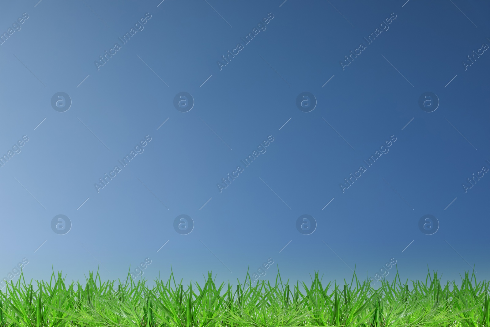 Lush green grass growing under blue sky Image of Lush green grass growing under blue sky