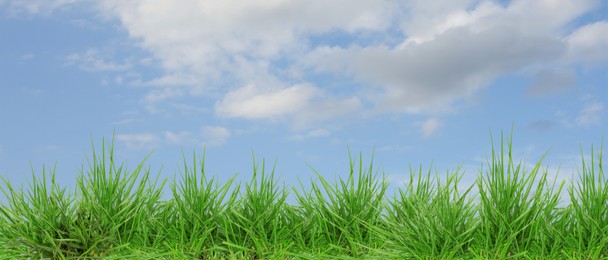 Image of Lush green grass growing under blue sky with clouds. Banner design