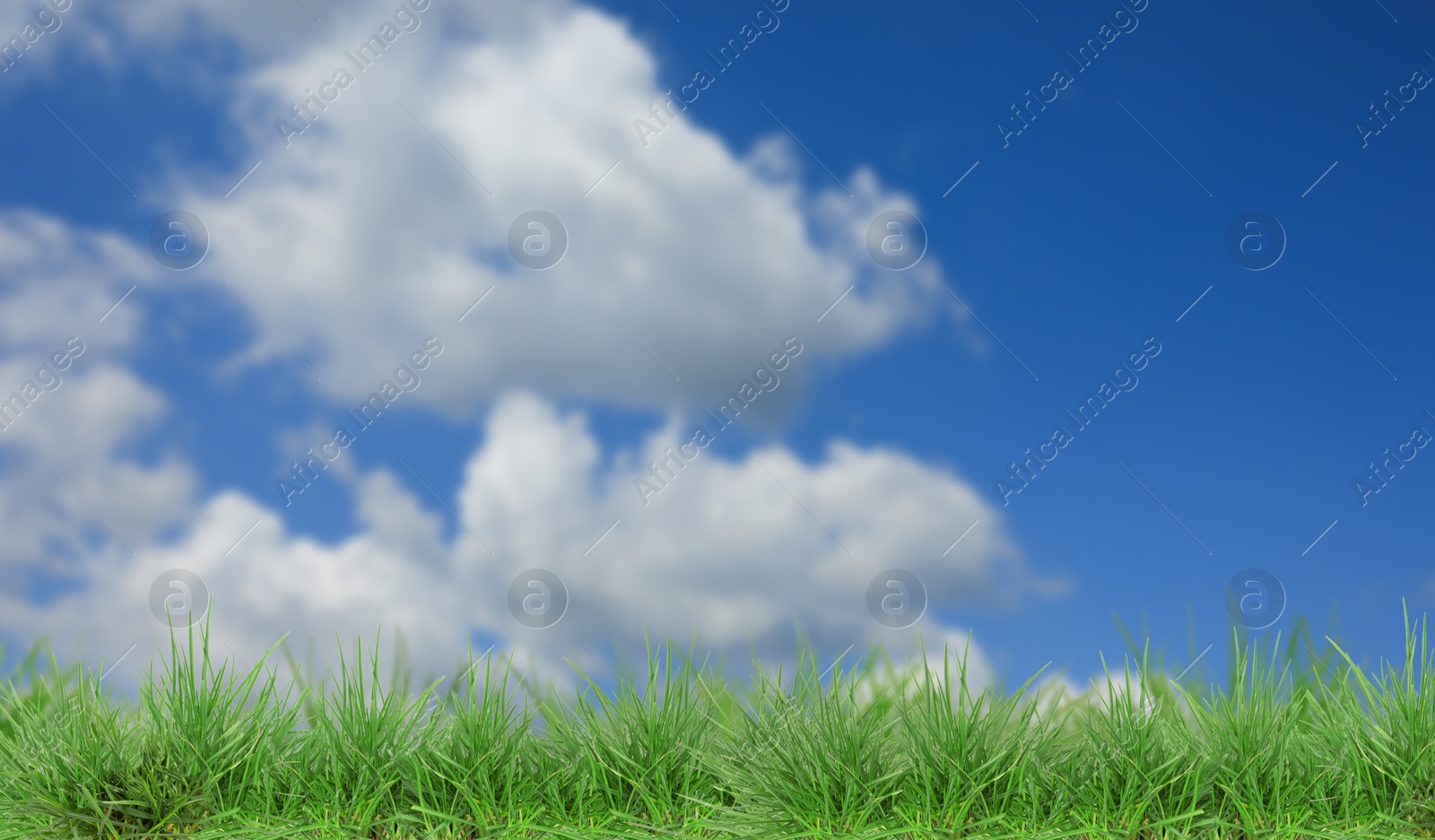Lush green grass growing under blue sky with clouds. Banner design Image of Lush green grass growing under blue sky with clouds. Banner design