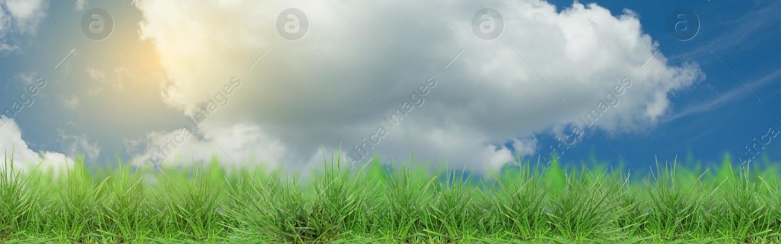 Lush green grass growing under blue sky with clouds on sunny day. Banner design Image of Lush green grass growing under blue sky with clouds on sunny day. Banner design