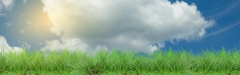 Image of Lush green grass growing under blue sky with clouds on sunny day. Banner design