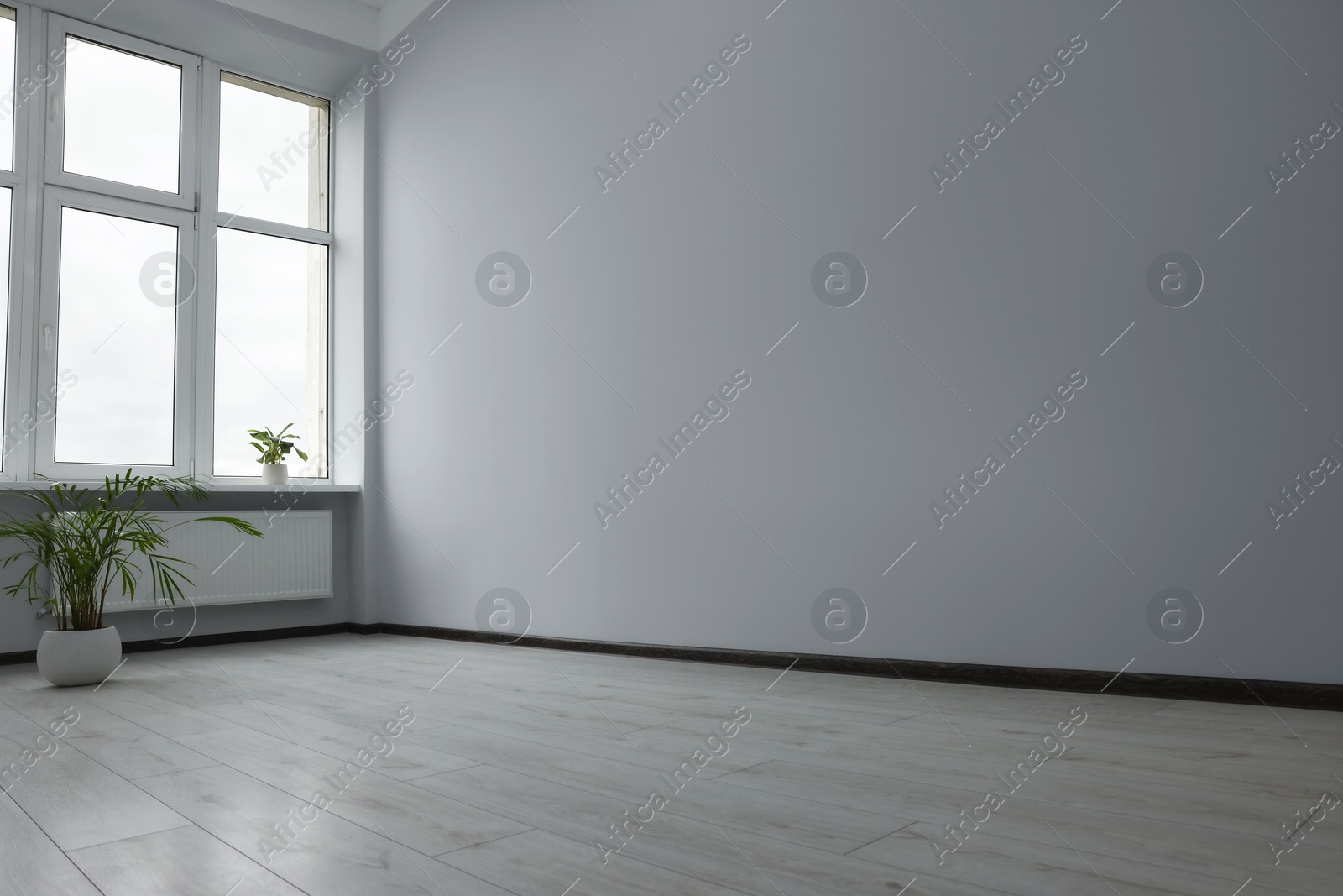 Empty office room with windows and potted houseplants Photo of Empty office room with windows and potted houseplants