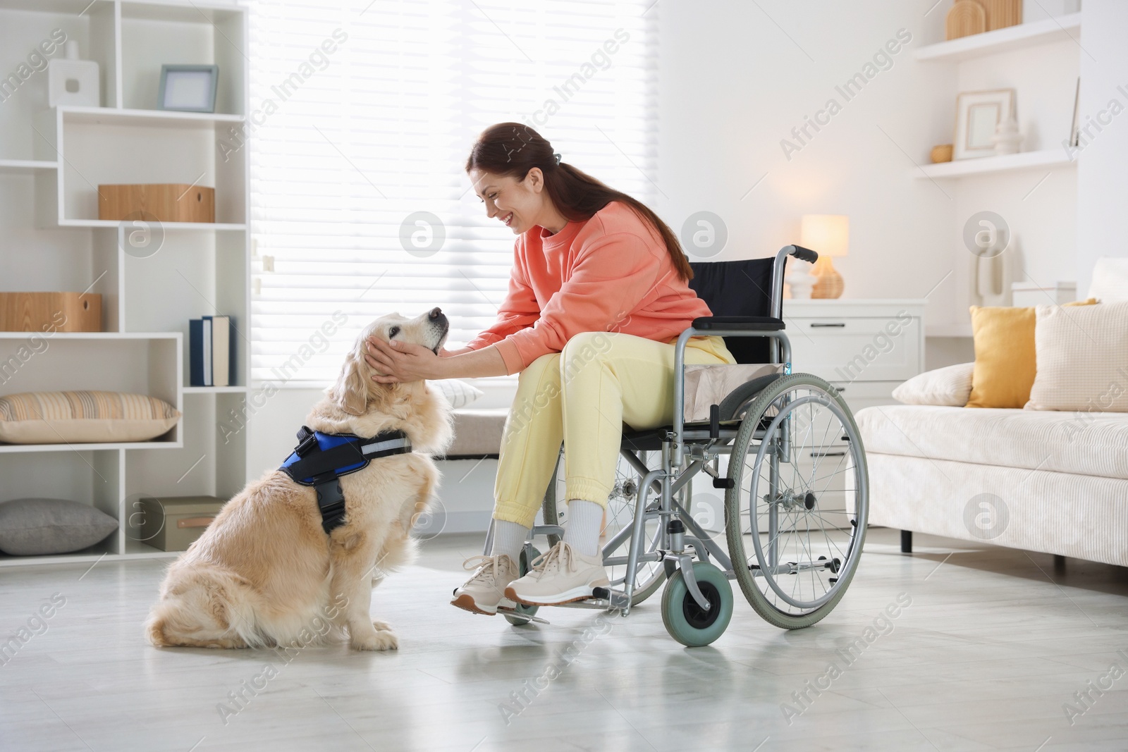 Woman in wheelchair with her service dog at home Photo of Woman in wheelchair with her service dog at home