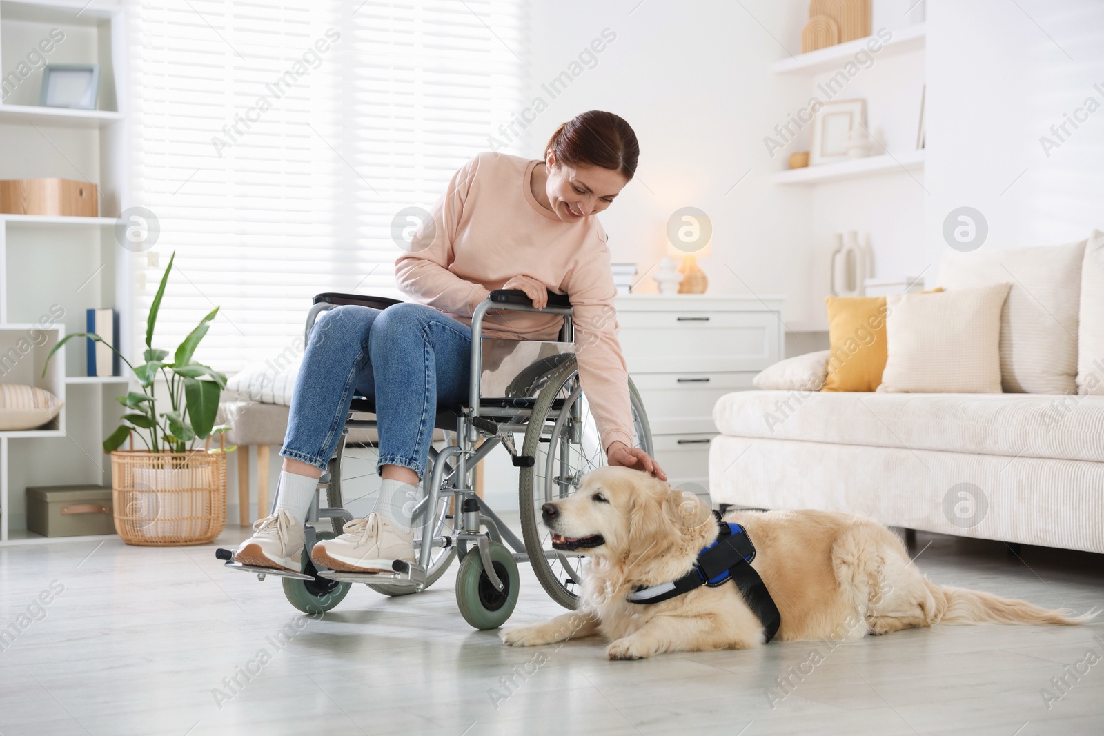Woman in wheelchair with her service dog at home Photo of Woman in wheelchair with her service dog at home
