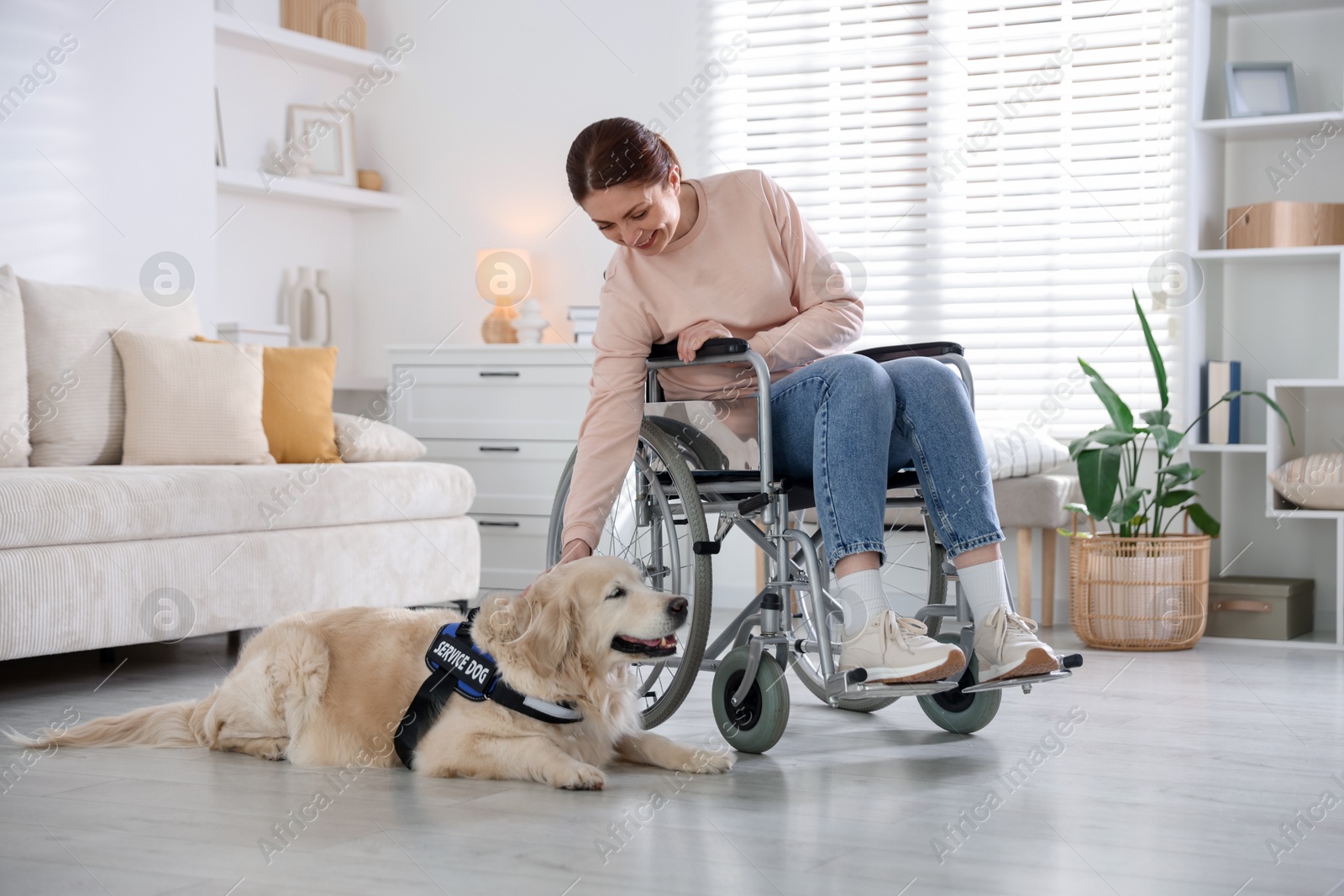Woman in wheelchair with her service dog at home Photo of Woman in wheelchair with her service dog at home