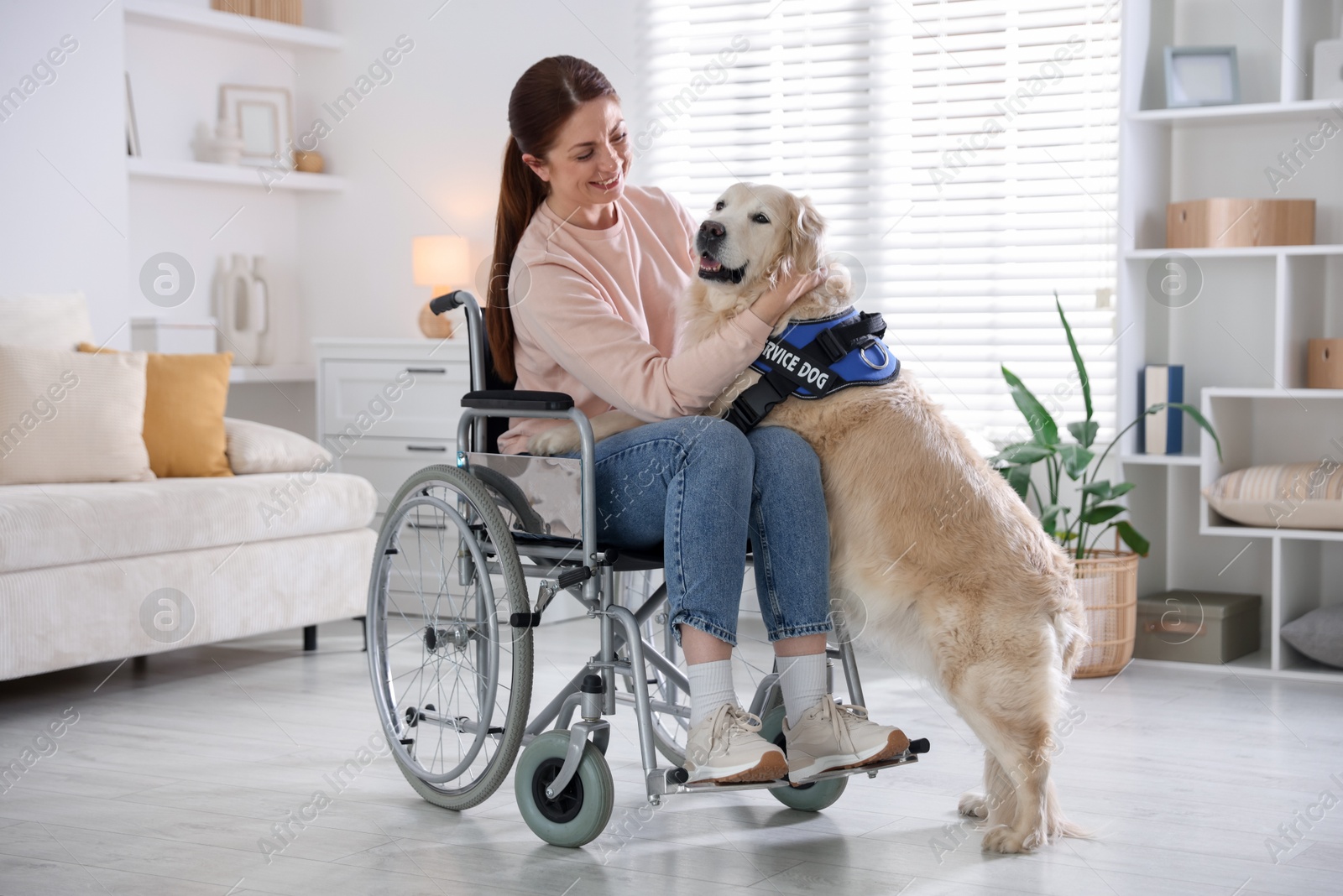 Woman in wheelchair hugging her service dog at home Photo of Woman in wheelchair hugging her service dog at home