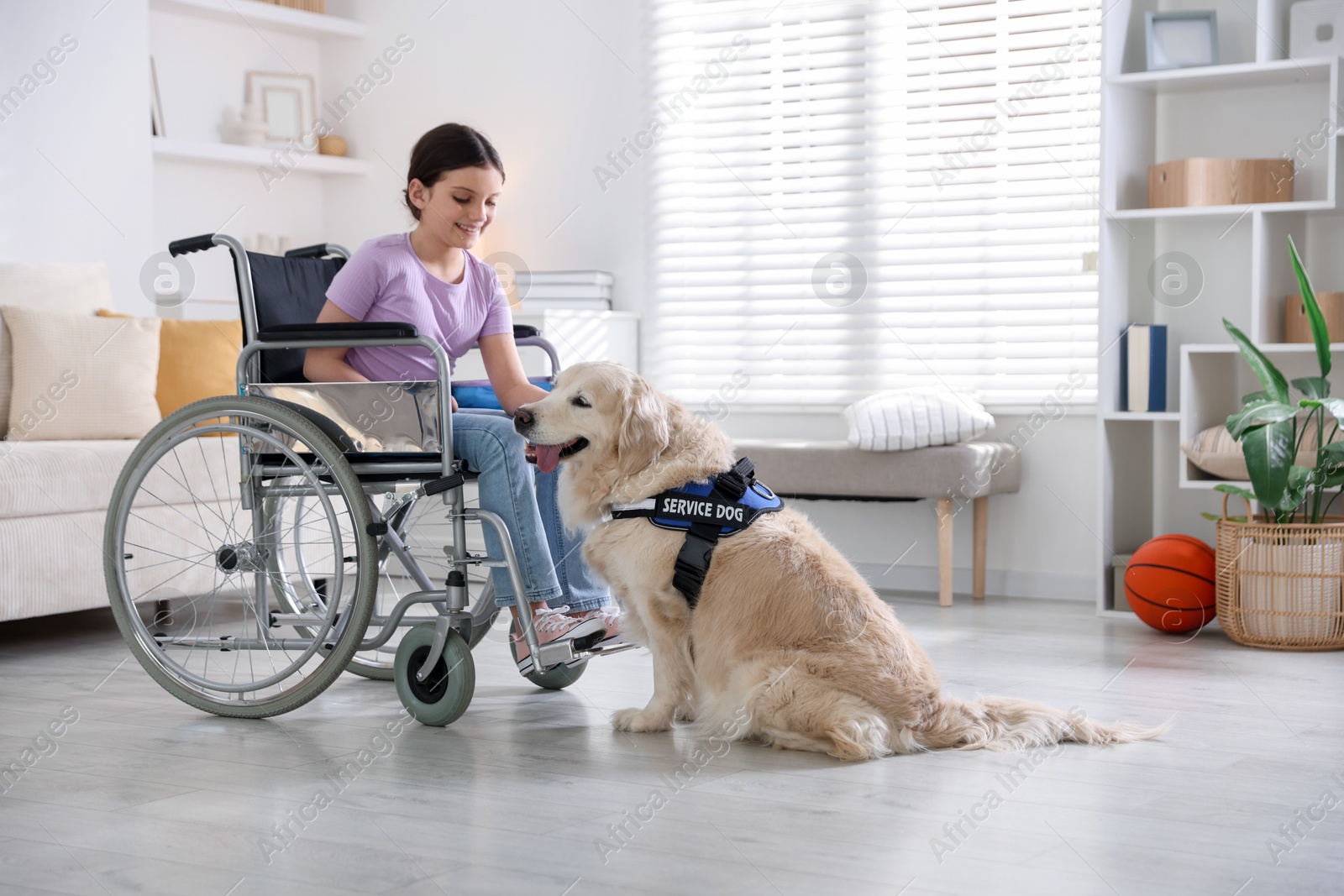 Girl in wheelchair with her service dog at home. Space for text Photo of Girl in wheelchair with her service dog at home. Space for text