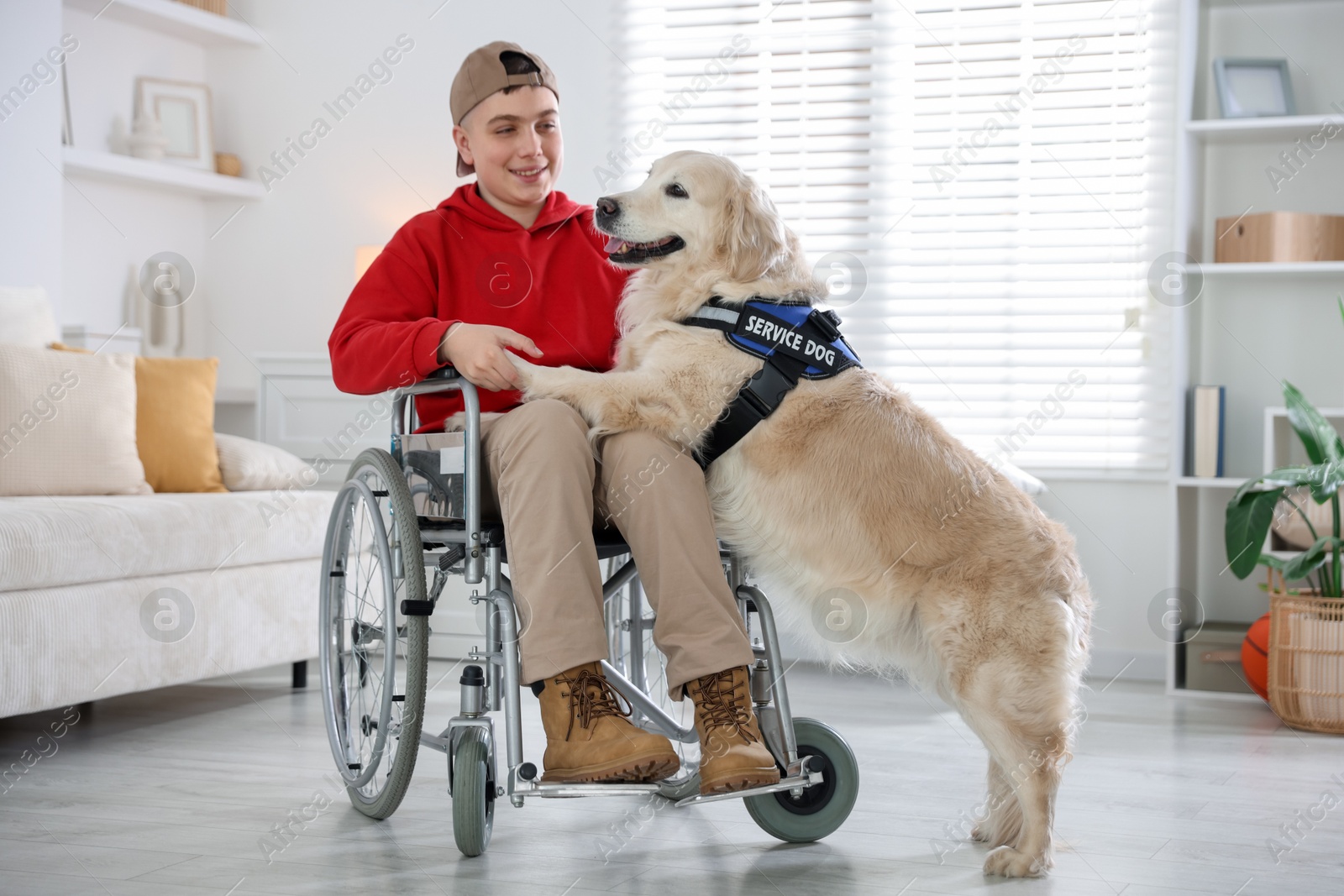 Service dog giving paw to teenage boy in wheelchair at home Photo of Service dog giving paw to teenage boy in wheelchair at home