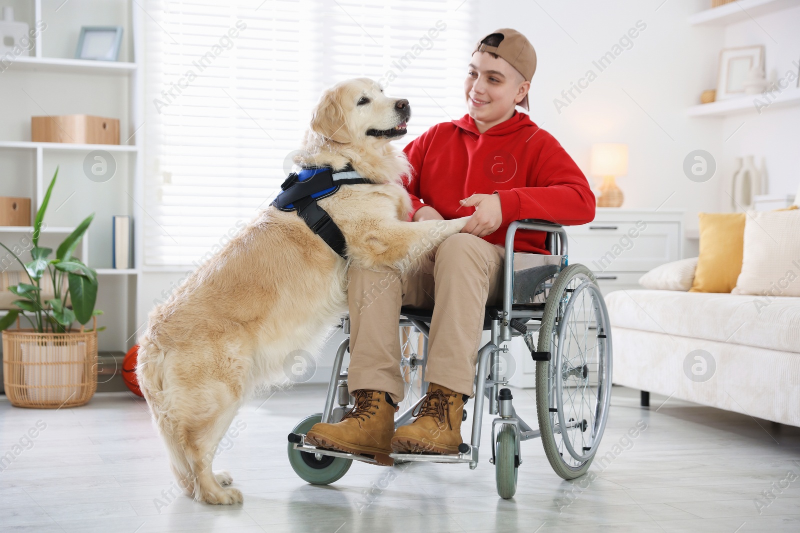 Service dog giving paw to teenage boy in wheelchair at home Photo of Service dog giving paw to teenage boy in wheelchair at home