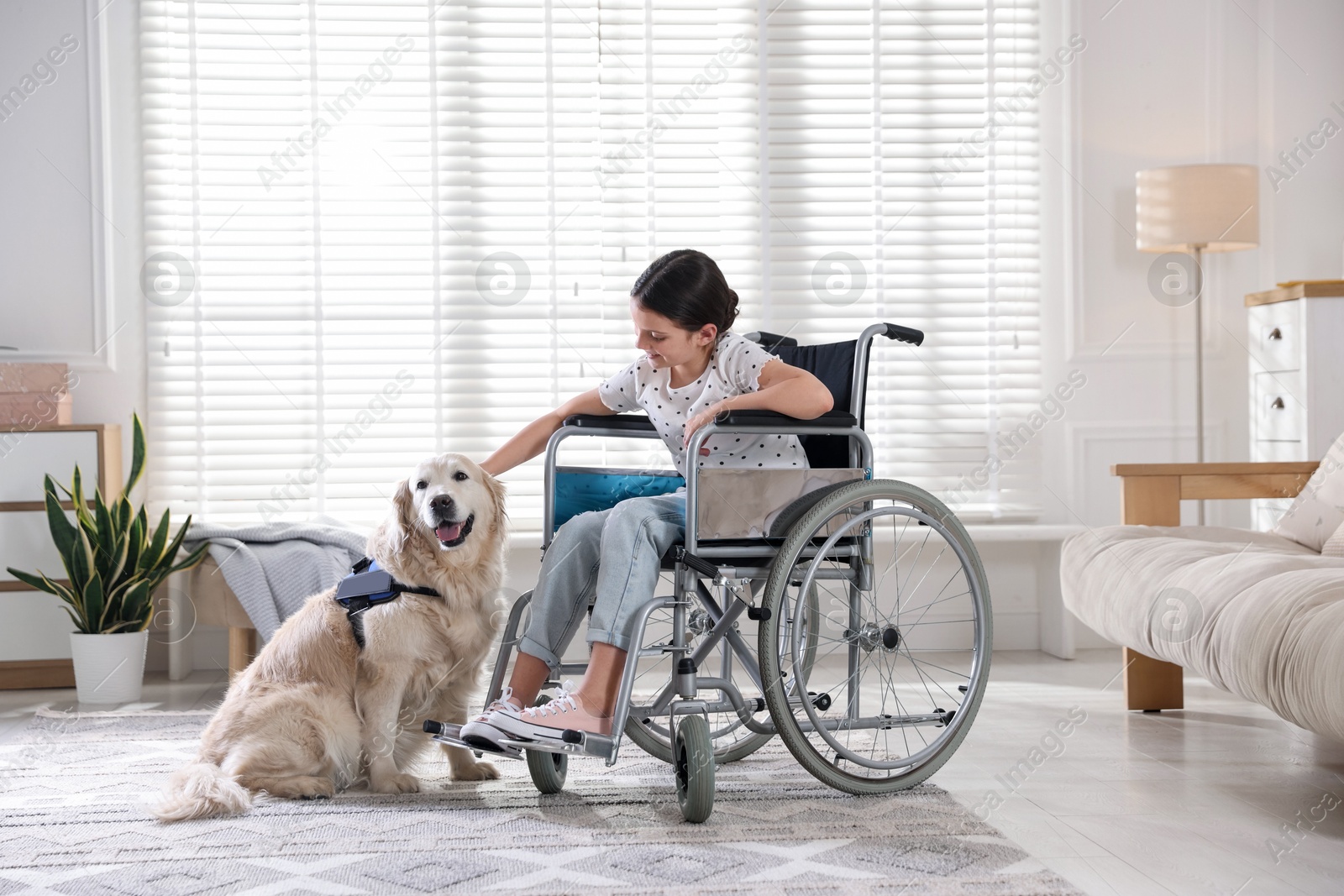 Girl in wheelchair with her service dog at home. Space for text Photo of Girl in wheelchair with her service dog at home. Space for text