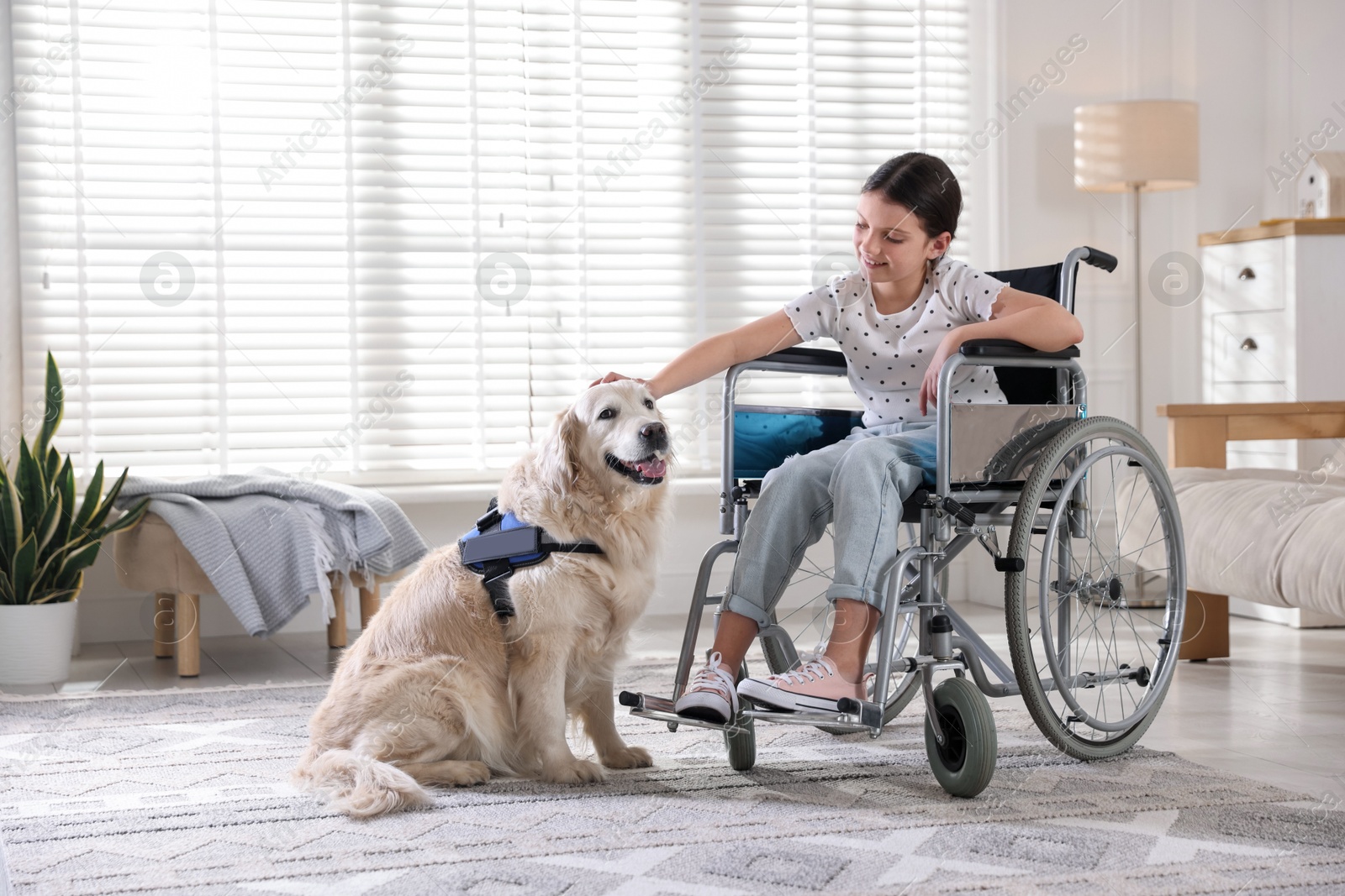 Girl in wheelchair with her service dog at home. Space for text Photo of Girl in wheelchair with her service dog at home. Space for text
