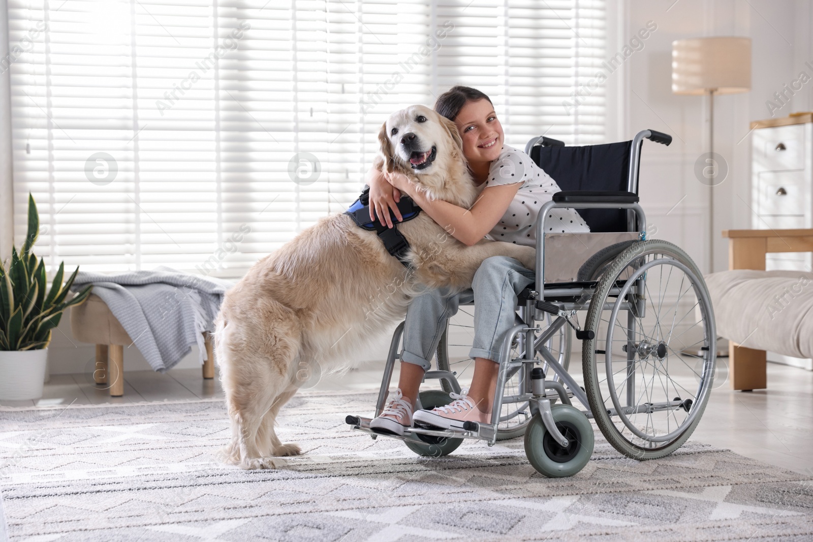 Girl in wheelchair hugging her service dog at home. Space for text Photo of Girl in wheelchair hugging her service dog at home. Space for text