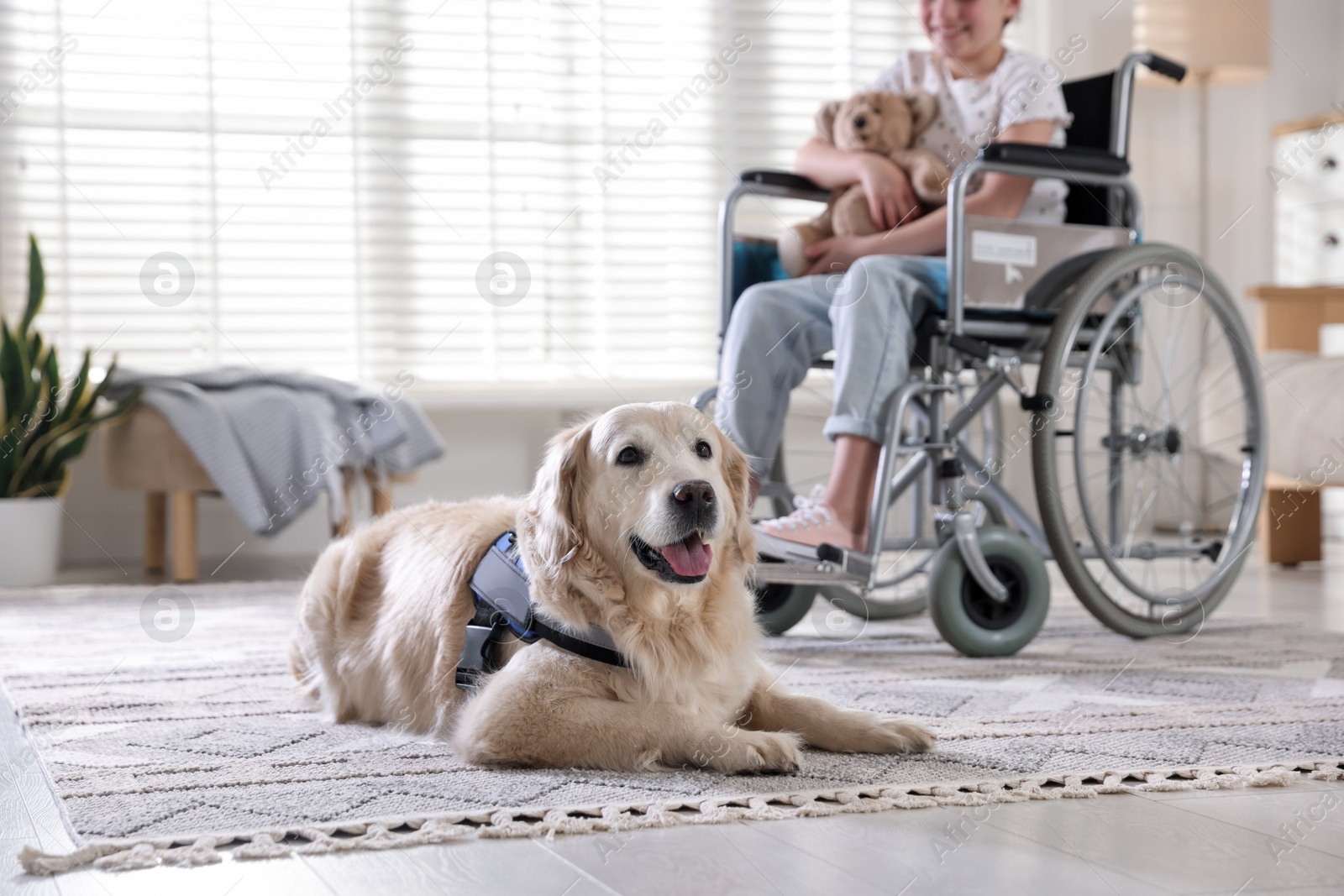 Service dog and girl in wheelchair at home, selective focus. Space for text Photo of Service dog and girl in wheelchair at home, selective focus. Space for text