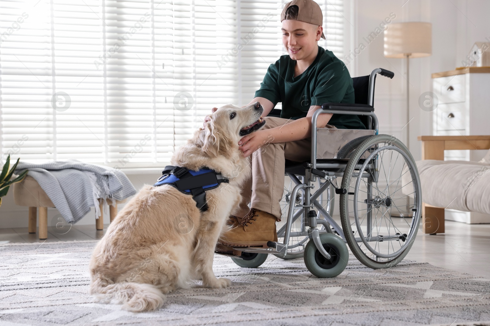 Teenage boy in wheelchair with his service dog at home. Space for text Photo of Teenage boy in wheelchair with his service dog at home. Space for text