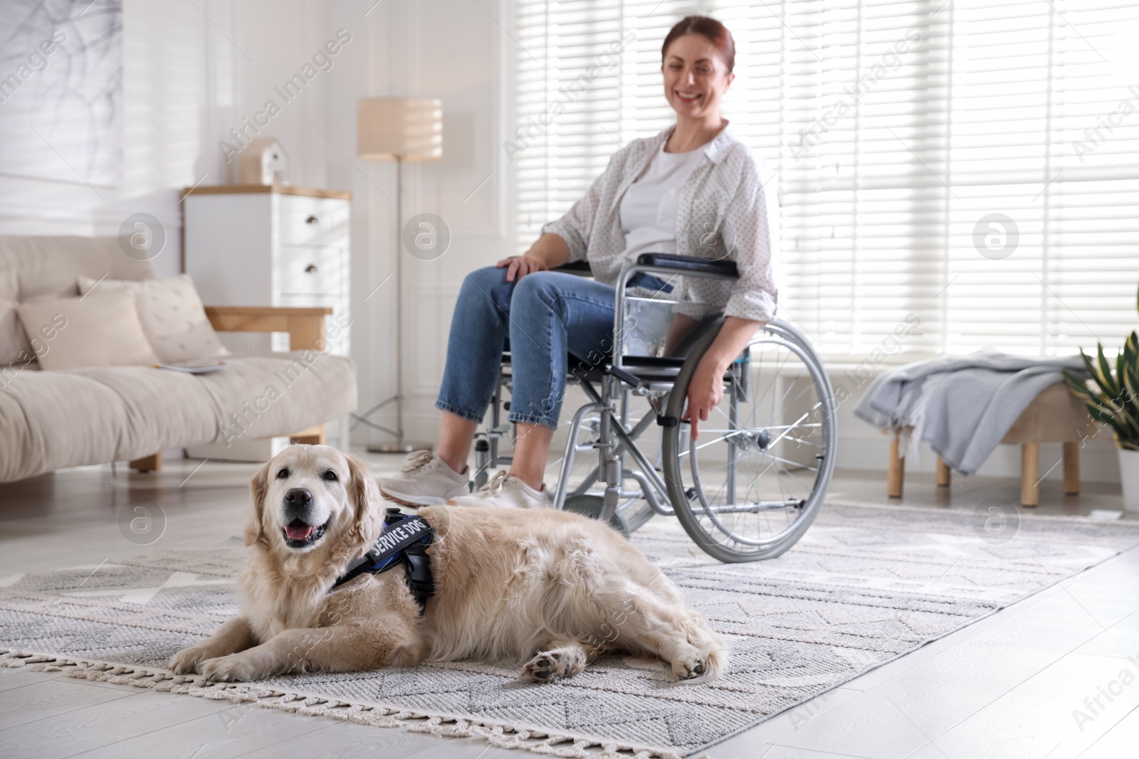 Service dog and woman in wheelchair at home, selective focus Photo of Service dog and woman in wheelchair at home, selective focus