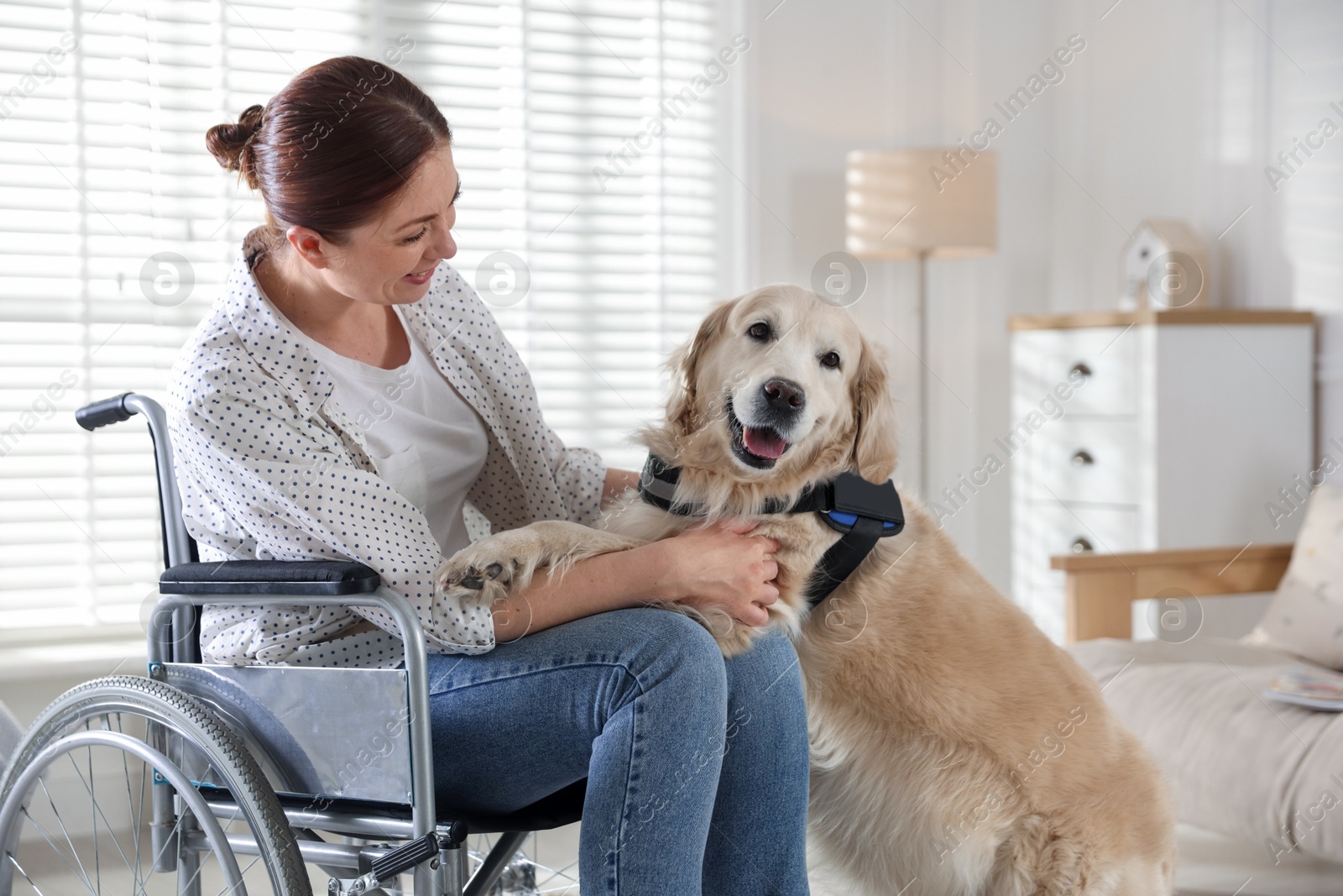 Woman in wheelchair with her service dog at home Photo of Woman in wheelchair with her service dog at home