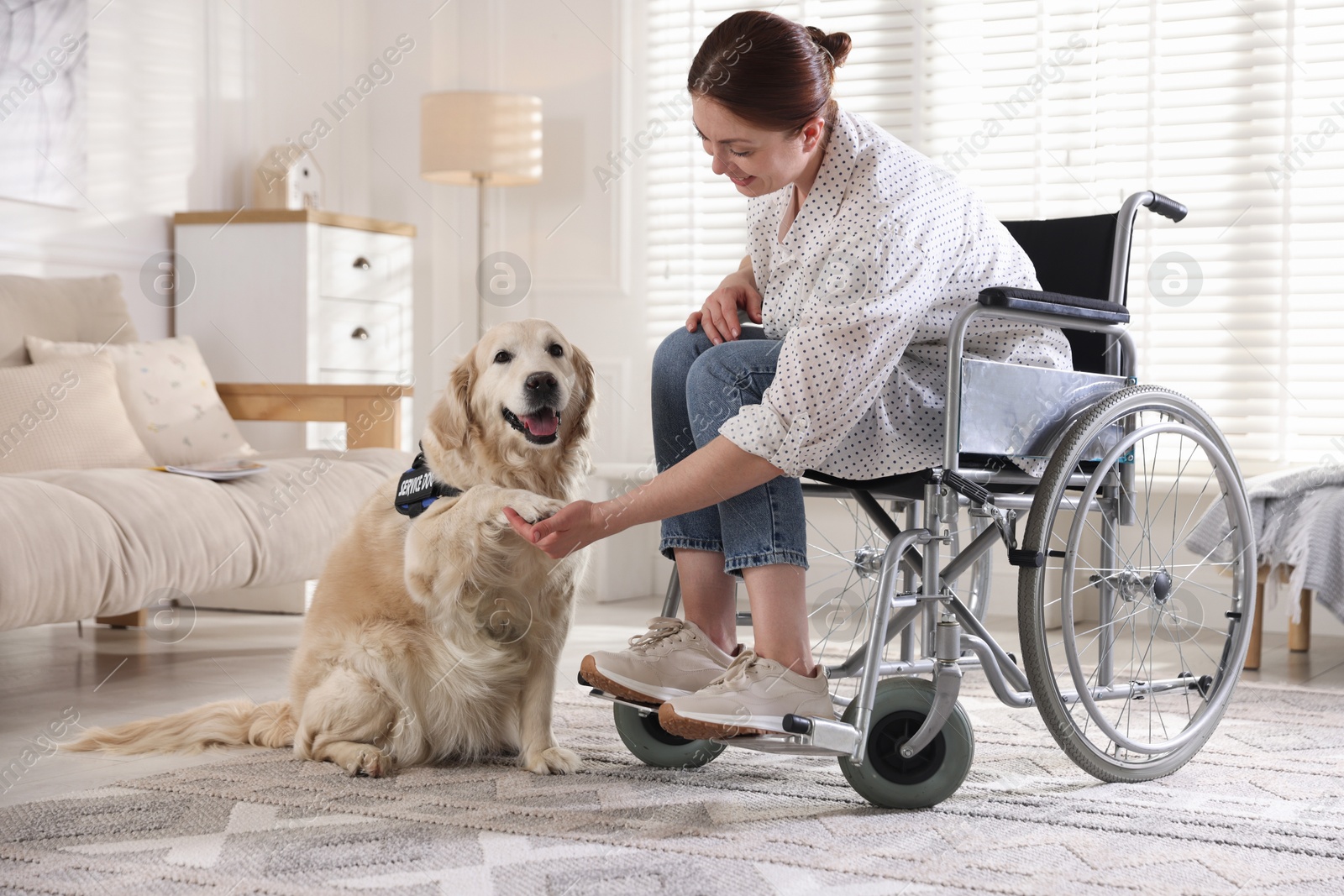 Service dog giving paw to woman in wheelchair at home Photo of Service dog giving paw to woman in wheelchair at home
