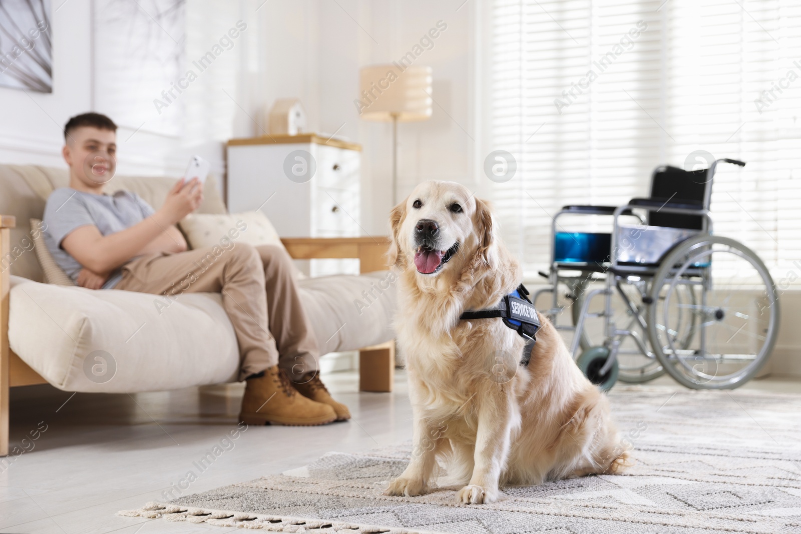 Teenage boy with disability and his service dog at home, selective focus Photo of Teenage boy with disability and his service dog at home, selective focus