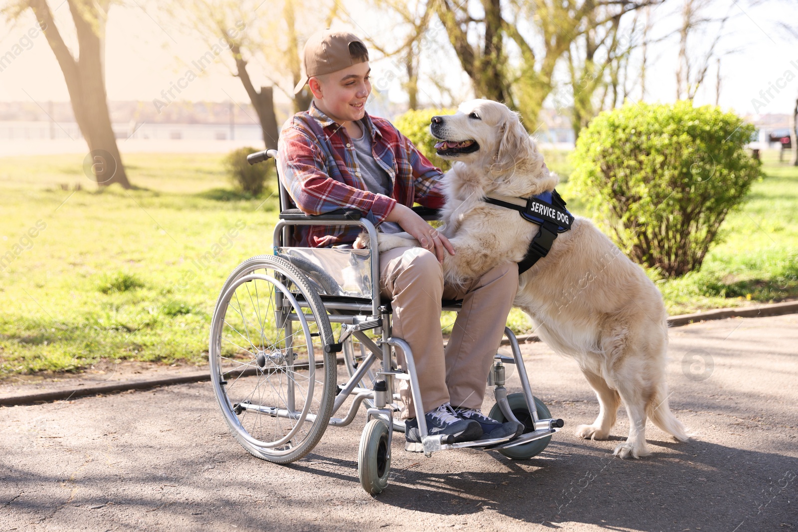 Teenage boy in wheelchair with his service dog at park Photo of Teenage boy in wheelchair with his service dog at park
