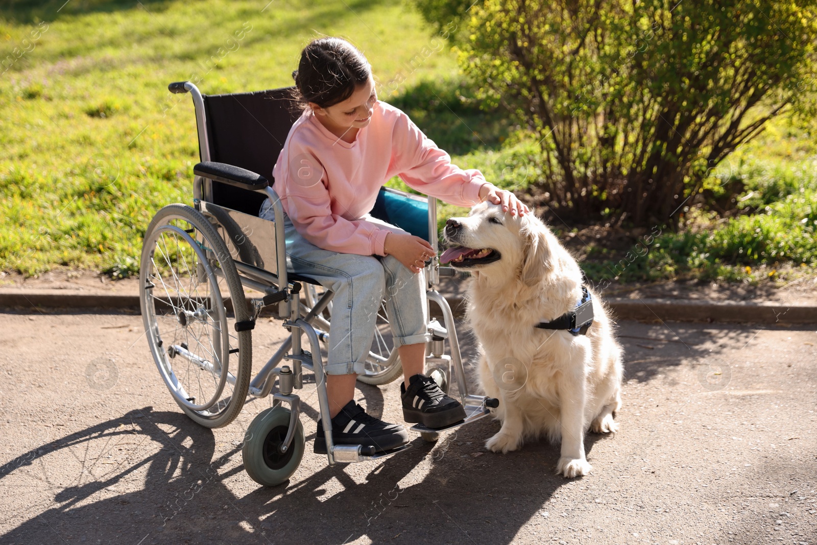 Girl in wheelchair with her service dog at park Photo of Girl in wheelchair with her service dog at park