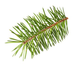 Photo of Beautiful pine tree twig isolated on white