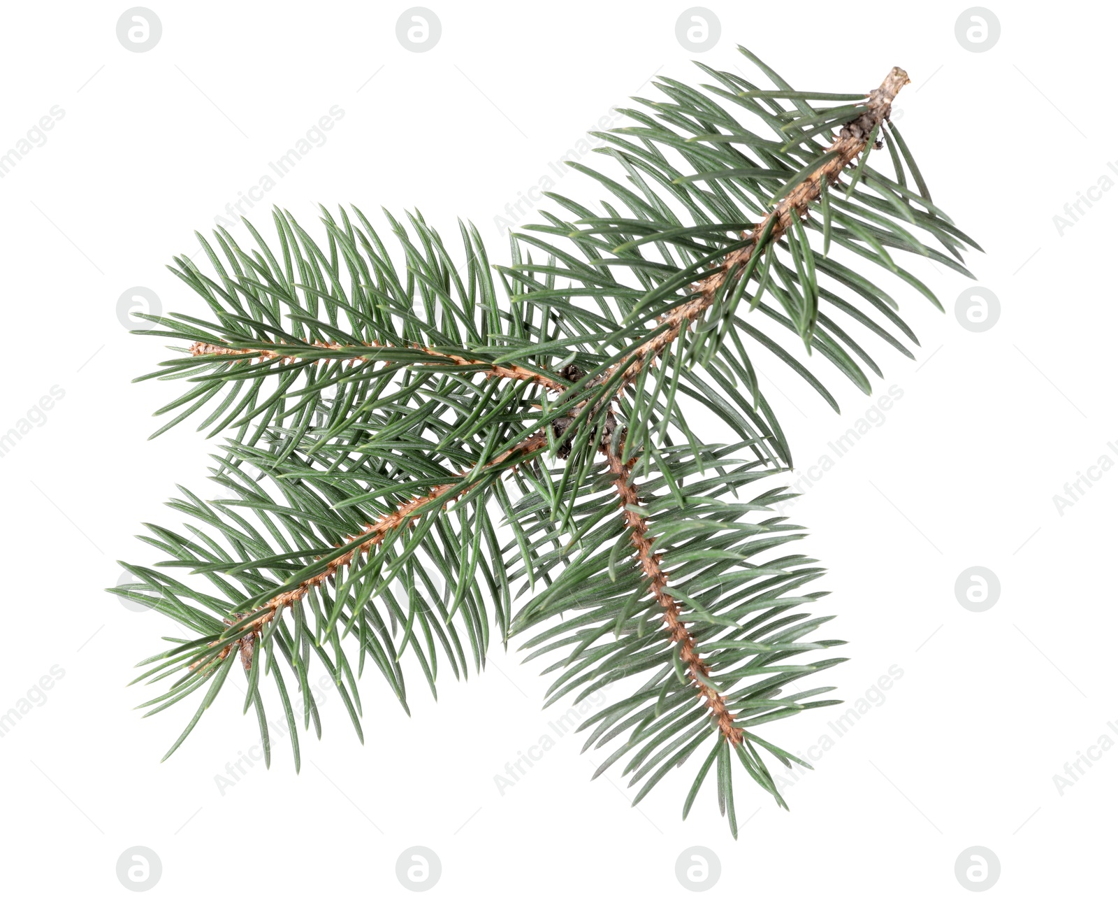 Beautiful pine tree branch isolated on white Photo of Beautiful pine tree branch isolated on white