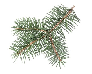 Photo of Beautiful pine tree branch isolated on white