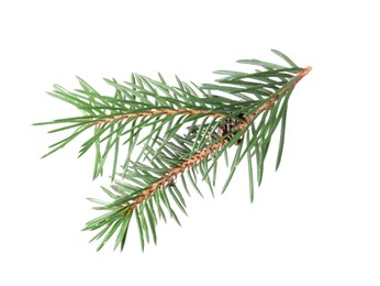 Photo of Beautiful pine tree branch isolated on white