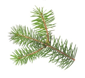 Photo of Beautiful pine tree branch isolated on white
