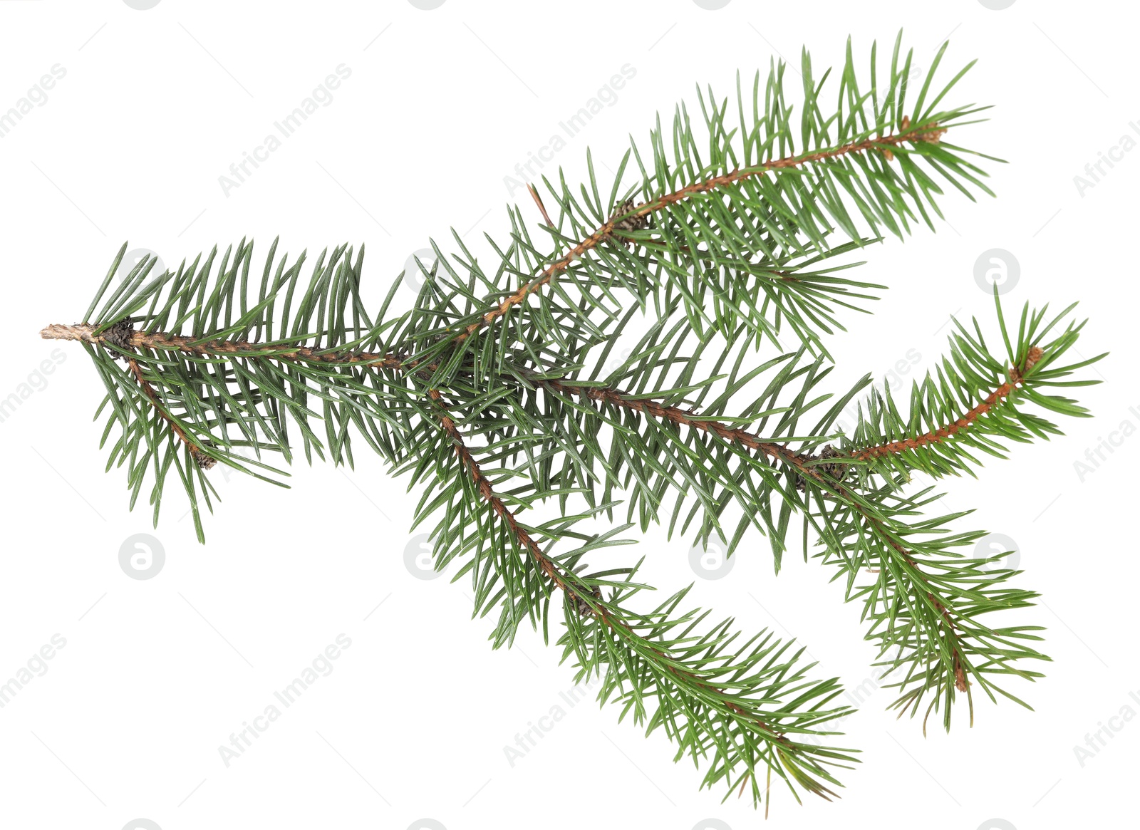 Beautiful pine tree branch isolated on white Photo of Beautiful pine tree branch isolated on white