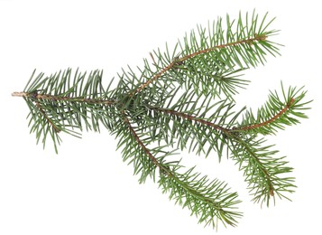 Photo of Beautiful pine tree branch isolated on white