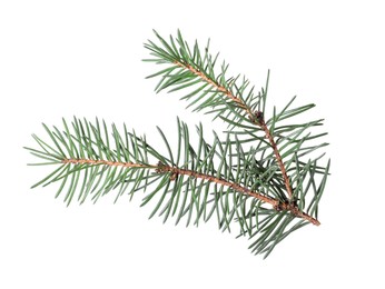 Photo of Beautiful pine tree branch isolated on white