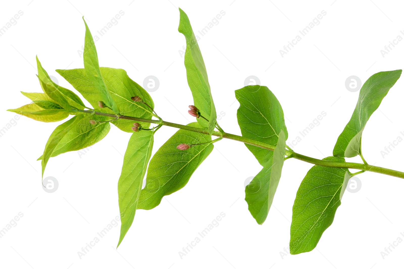 Branch of hackberry tree isolated on white Photo of Branch of hackberry tree isolated on white