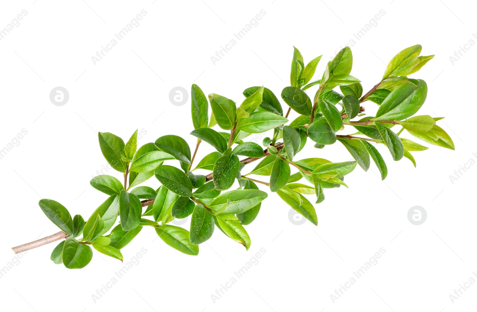 Branch of boxwood plant isolated on white Photo of Branch of boxwood plant isolated on white