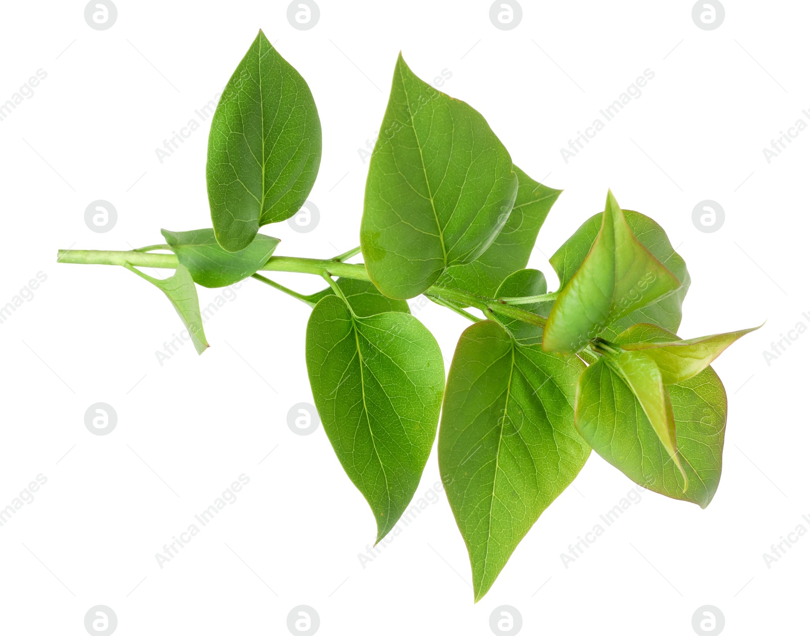 Photo of Branch of lilac plant isolated on white