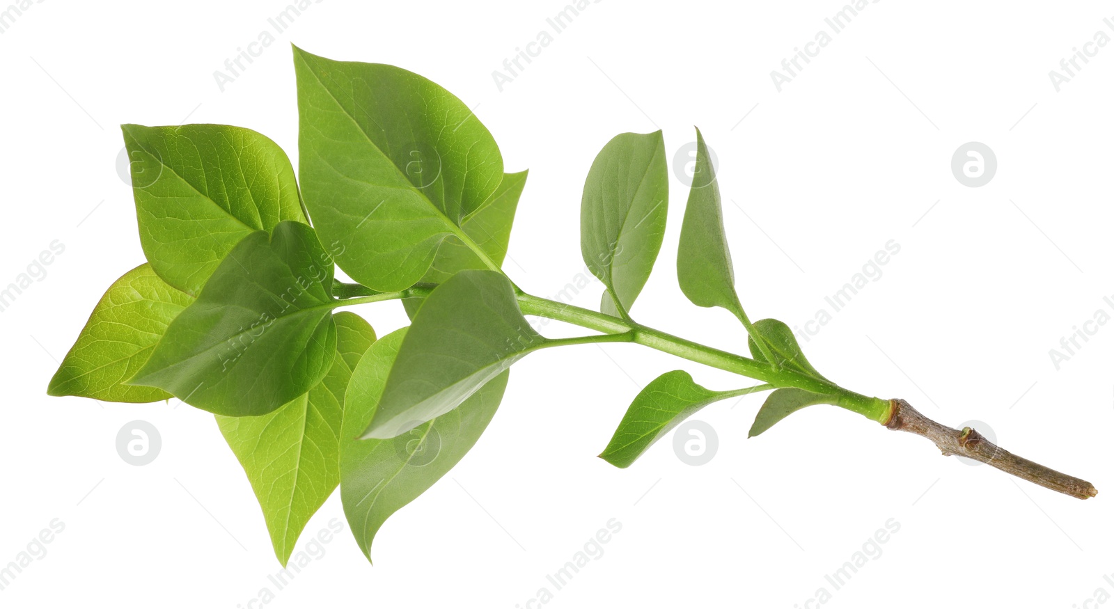 Branch of lilac plant isolated on white Photo of Branch of lilac plant isolated on white