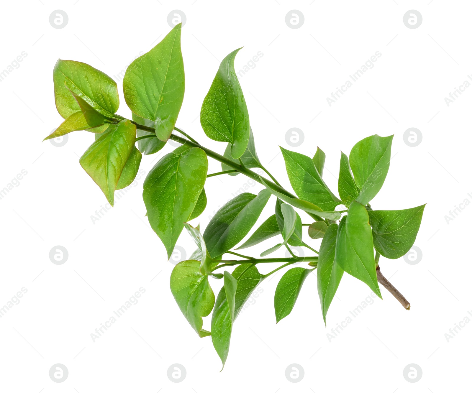 Branch of lilac plant isolated on white Photo of Branch of lilac plant isolated on white