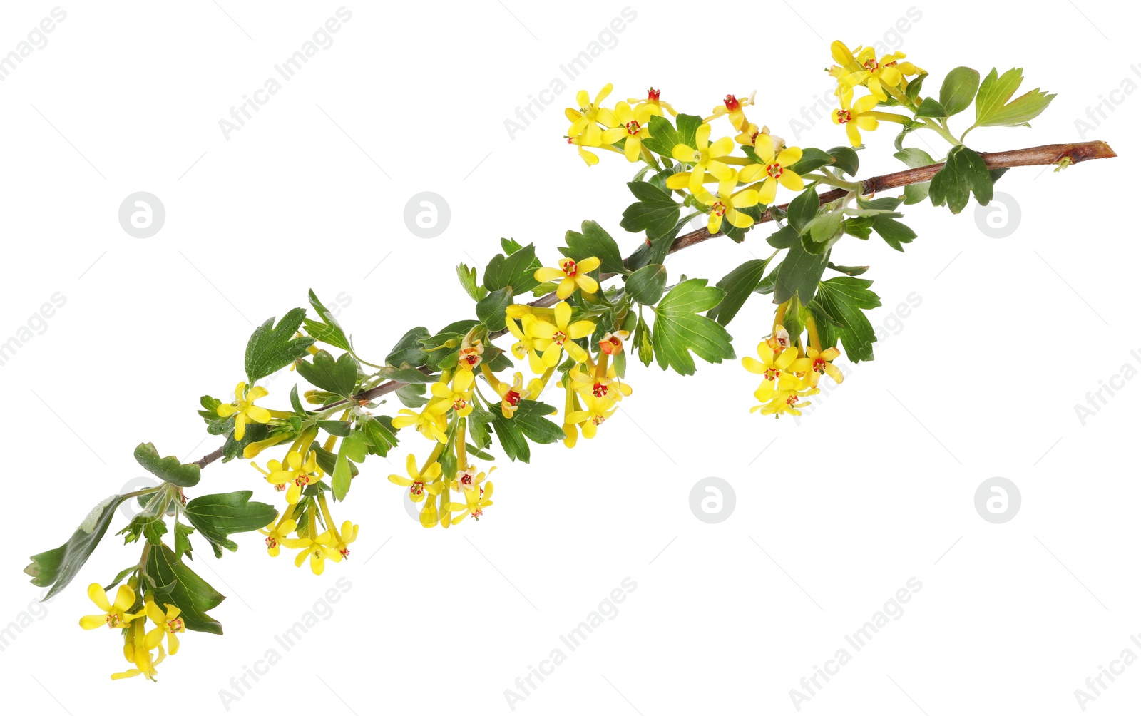 Photo of Branch of currant bush with flowers isolated on white