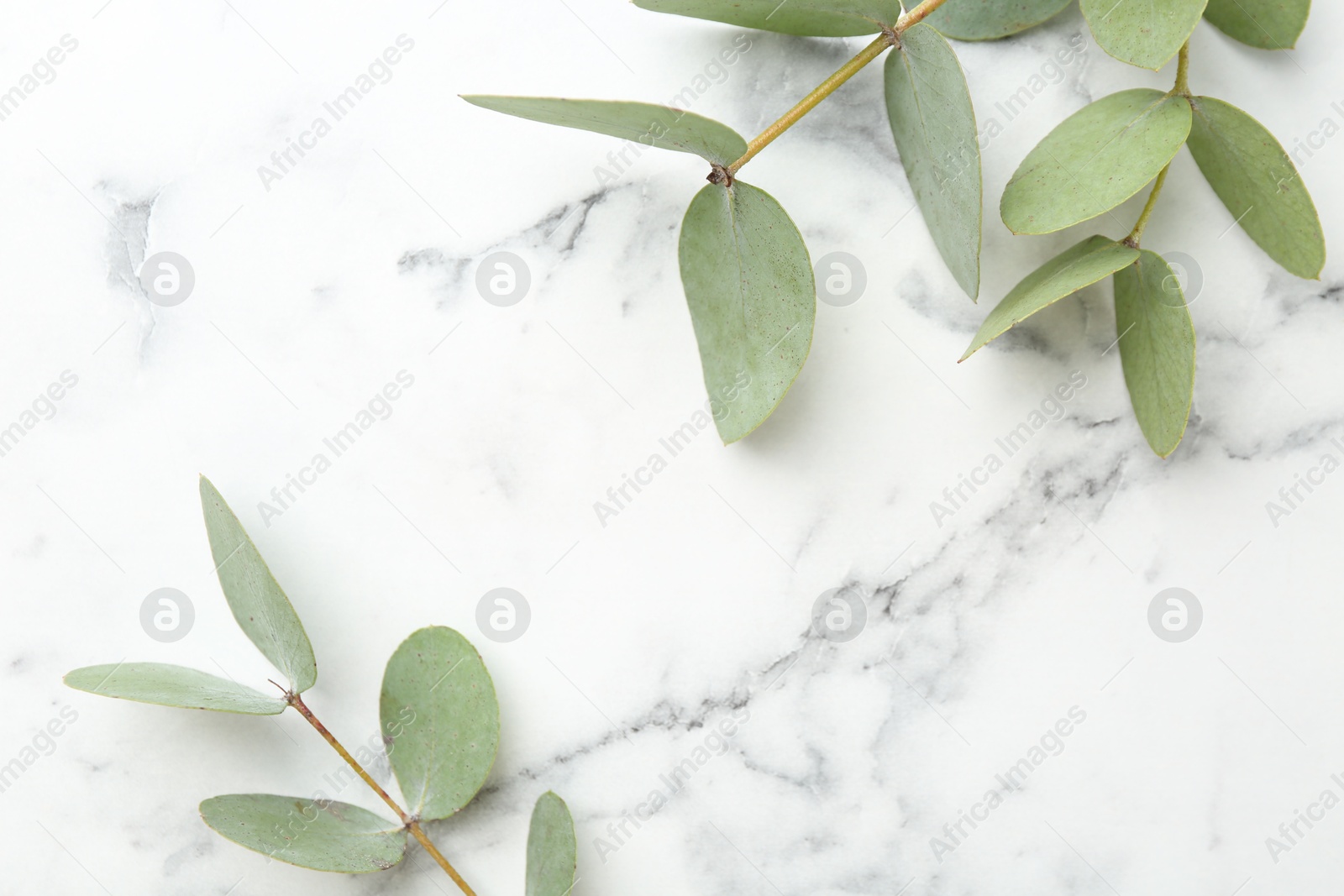 Beautiful eucalyptus branches on white marble table, flat lay. Space for text Photo of Beautiful eucalyptus branches on white marble table, flat lay. Space for text