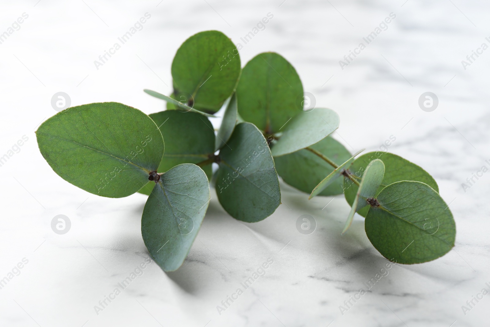 Beautiful eucalyptus branches on white marble table, closeup Photo of Beautiful eucalyptus branches on white marble table, closeup