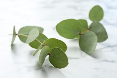 Photo of Beautiful eucalyptus branches on white marble table, closeup