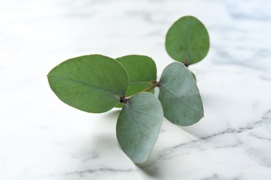 Photo of Beautiful eucalyptus branch on white marble table, closeup