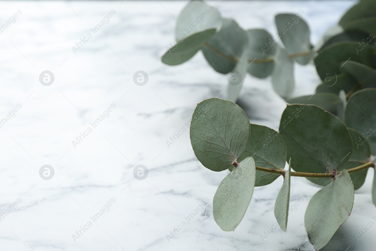 Beautiful eucalyptus branches on white marble table, closeup. Space for text Photo of Beautiful eucalyptus branches on white marble table, closeup. Space for text