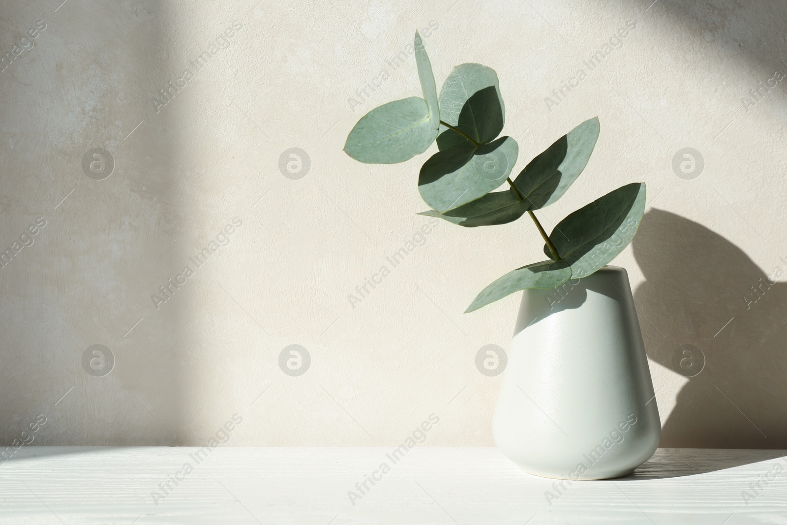 Beautiful eucalyptus branch in vase on table near light wall. Space for text Photo of Beautiful eucalyptus branch in vase on table near light wall. Space for text