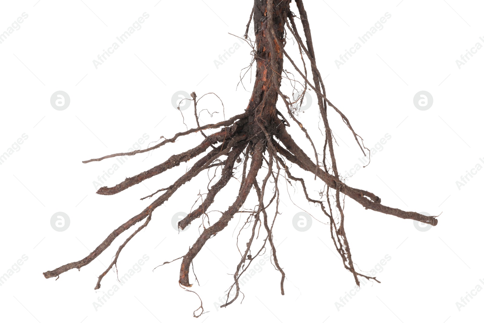 Photo of One plant with root isolated on white