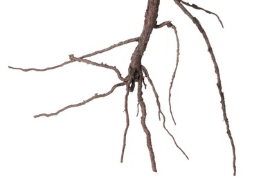 Photo of One plant with root isolated on white